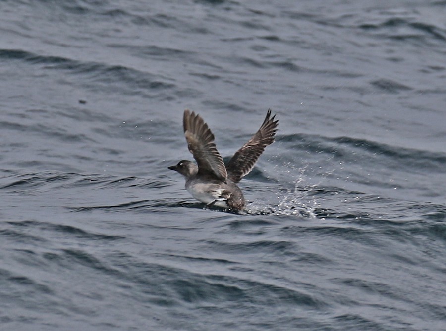 Cassin's Auklet