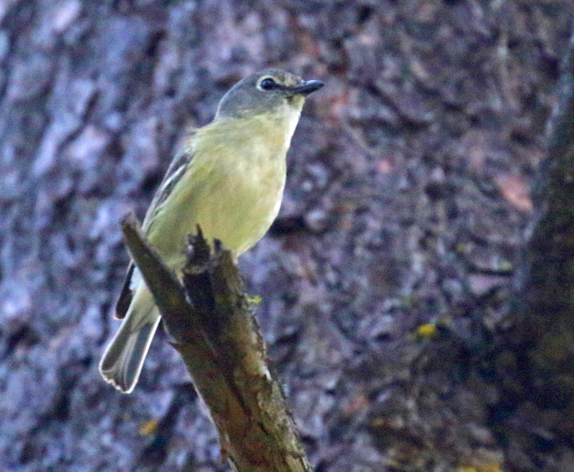 Cassin's Vireo