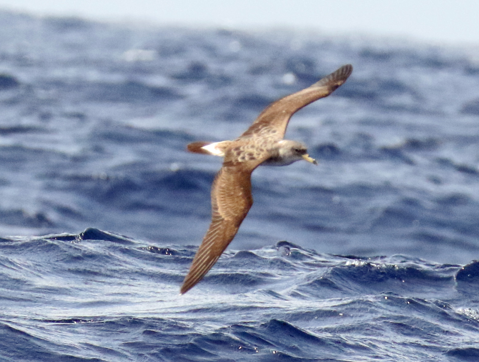 Cory's Shearwater A1