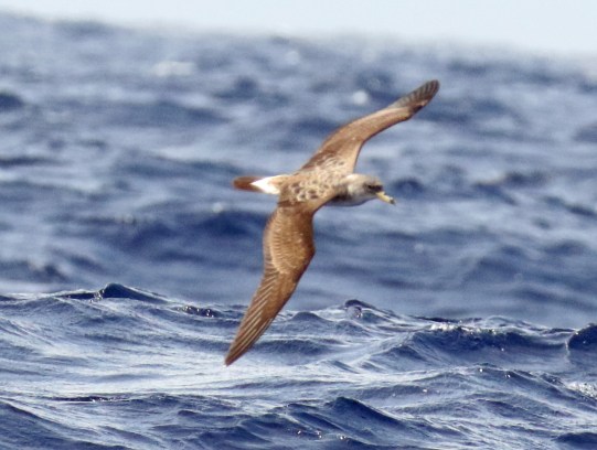 Cory's Shearwater A1