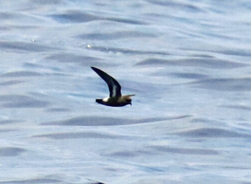 European Storm Petrel