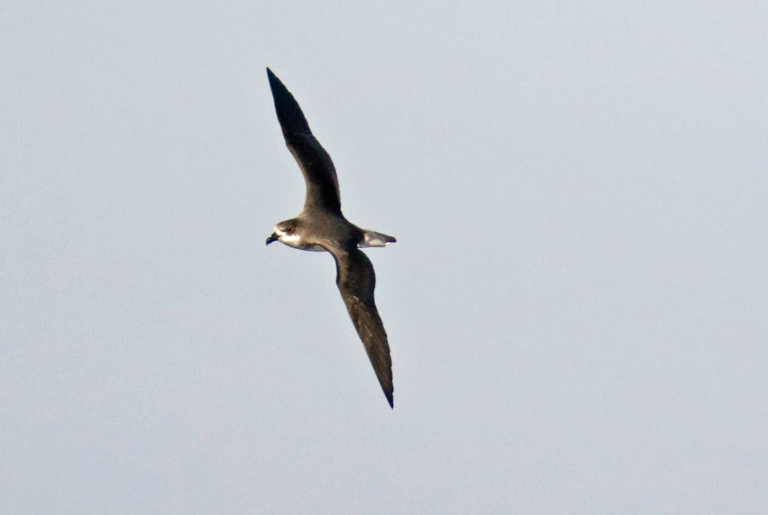 Fea's Petrel 1