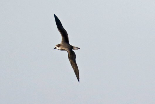Fea's Petrel 1