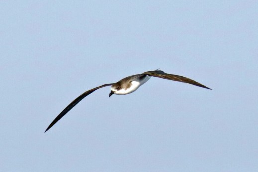 Fea's Petrel 4