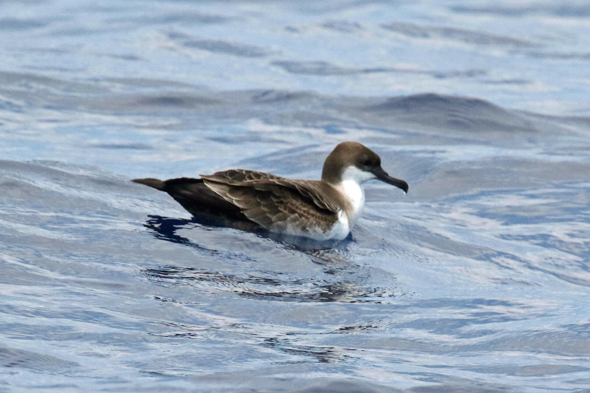 Great Shearwater