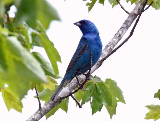 Indigo Bunting A