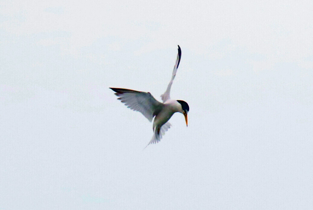 Least Tern Hovering