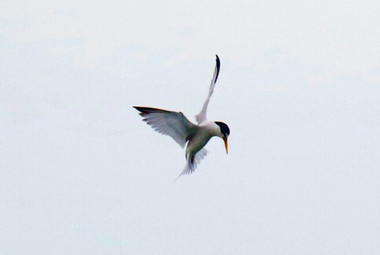 Least Tern Hovering