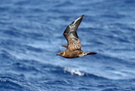Long Tailed Jaeger A