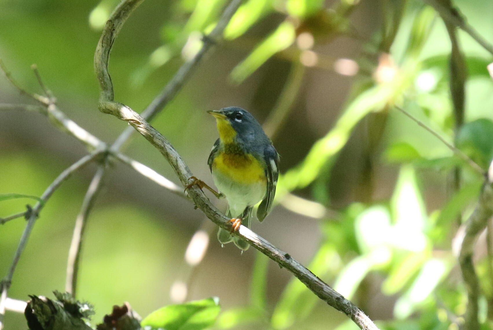 Northern Parula 1
