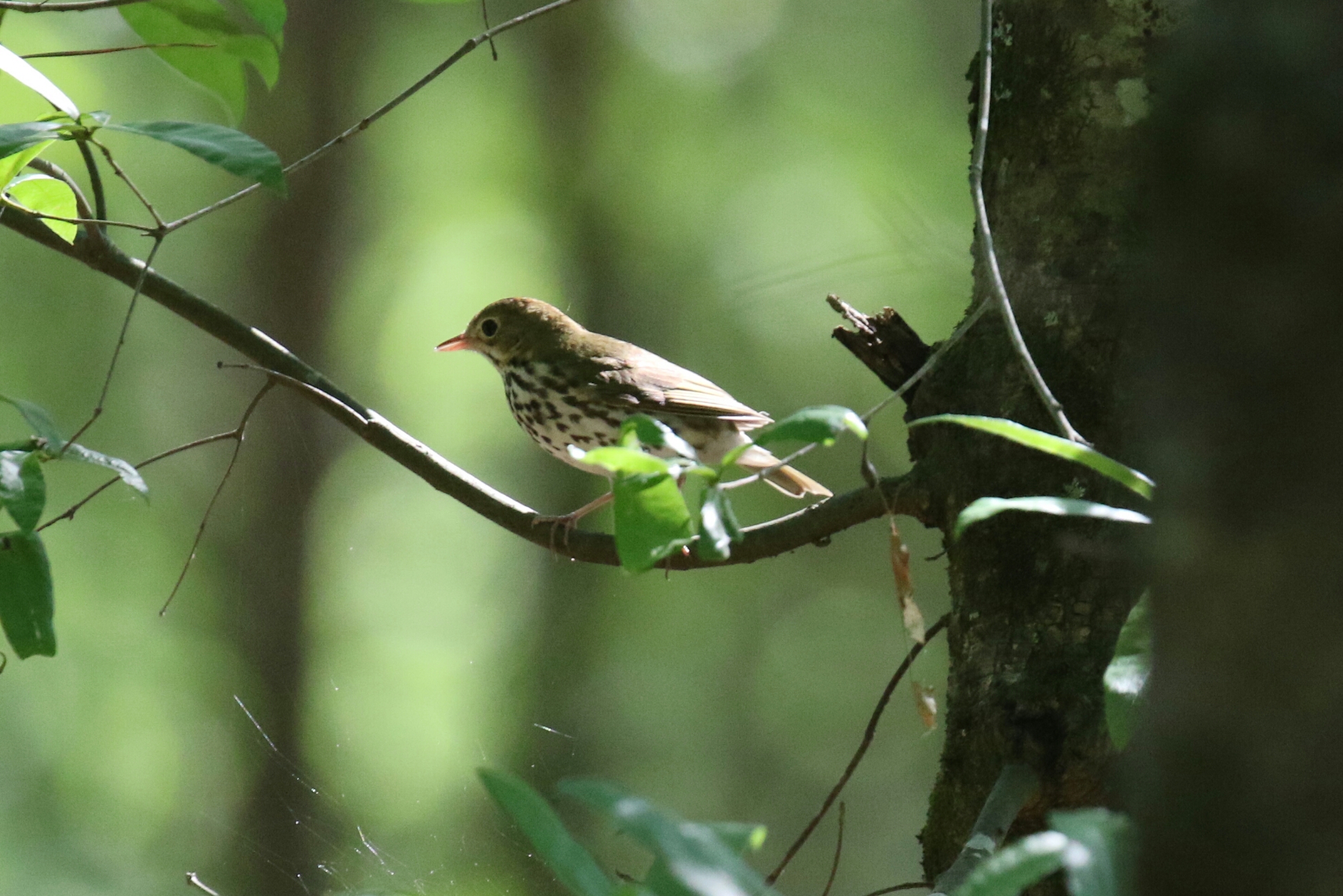 Ovenbird 1