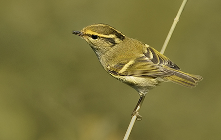 pallas_warbler