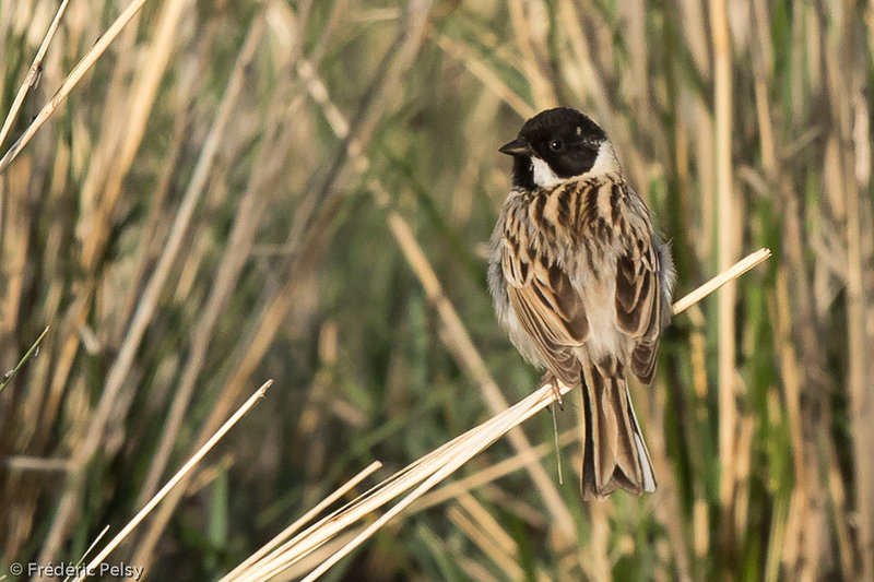 Bruant de Pallas Emberiza pallasi Pallas's Reed Bunting