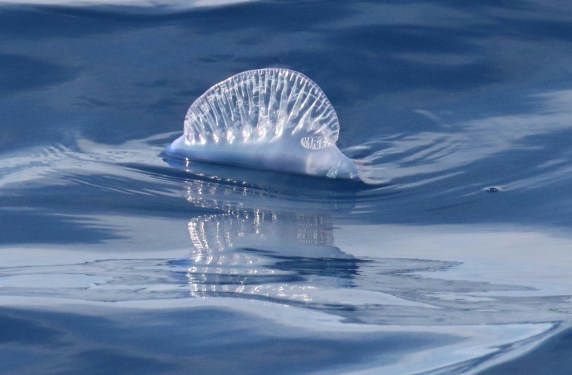 Portuguese Man o' War1