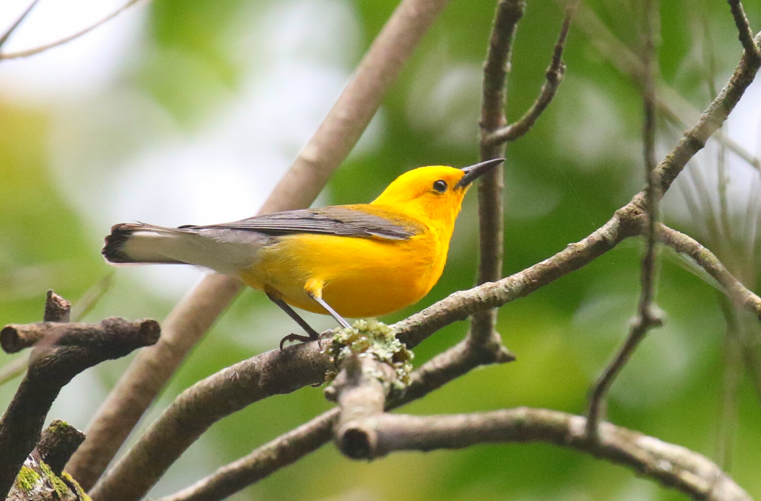 Prothonotary Warbler 1