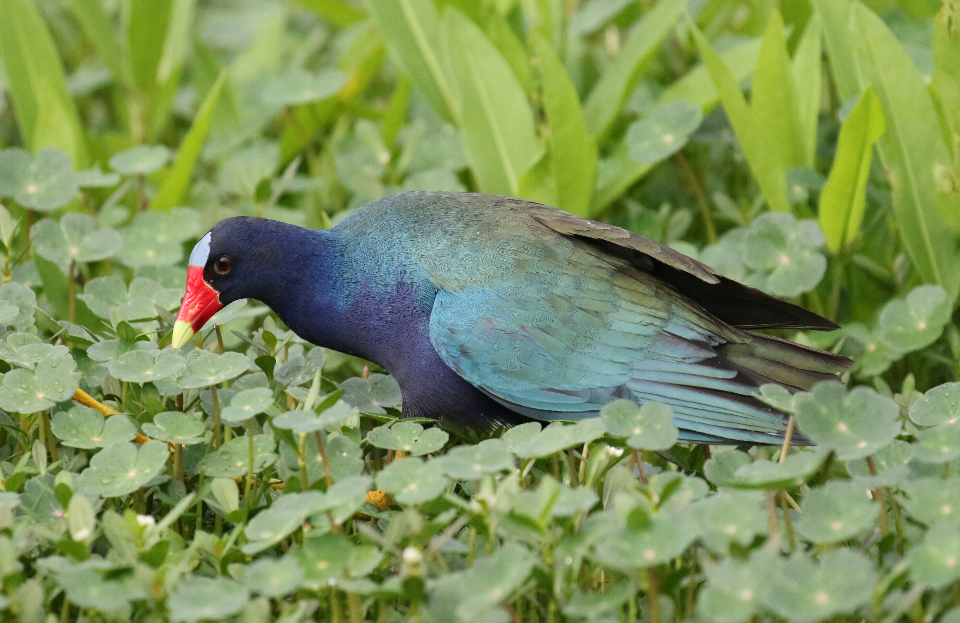 Purple Gallinule