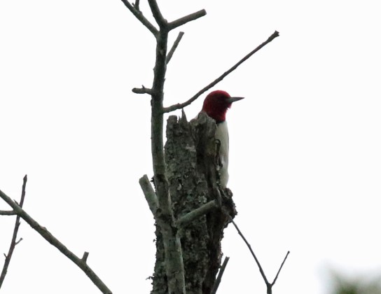Red Headed Woodpecker B