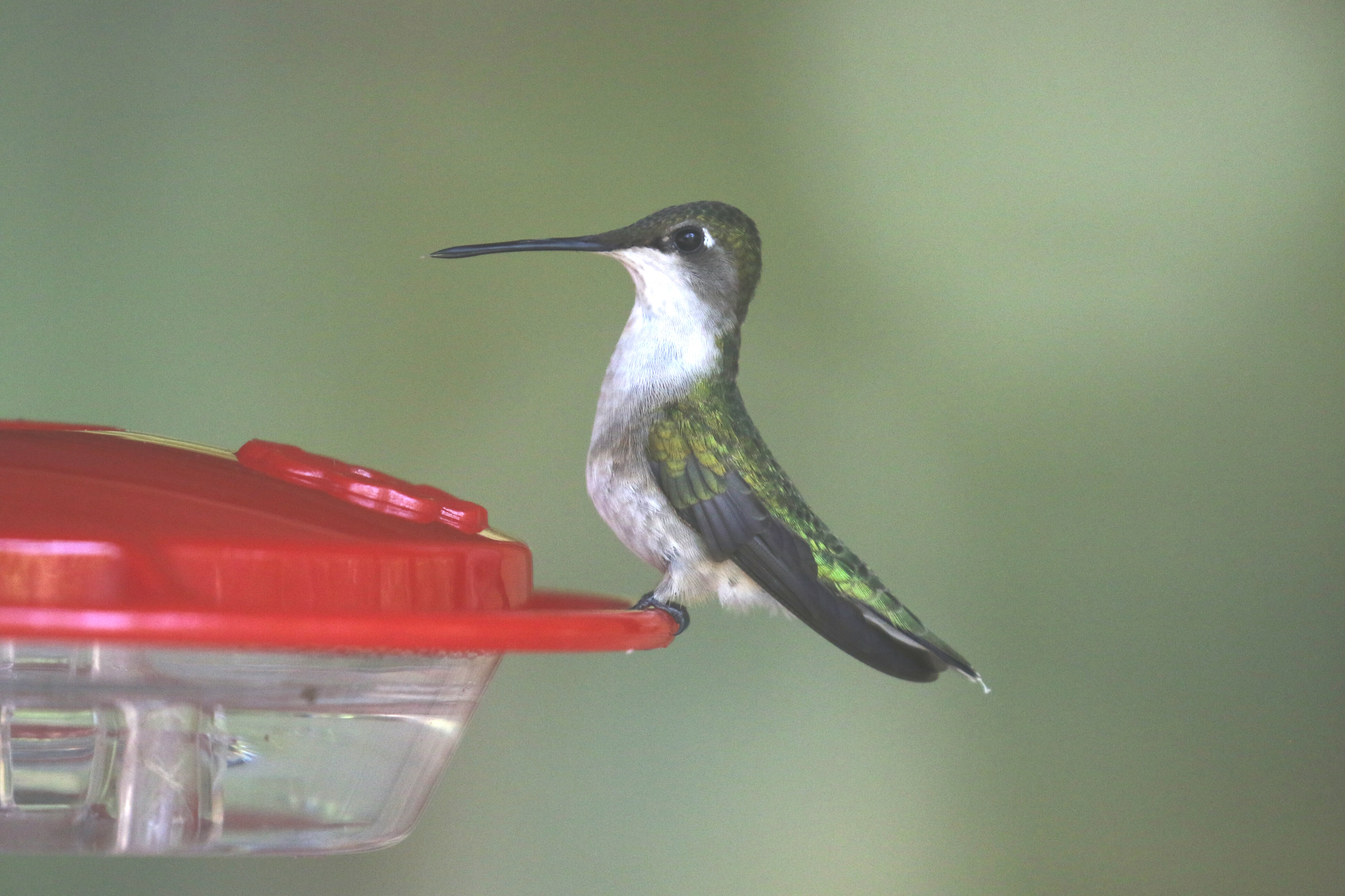 Ruby Throated Hummingbird
