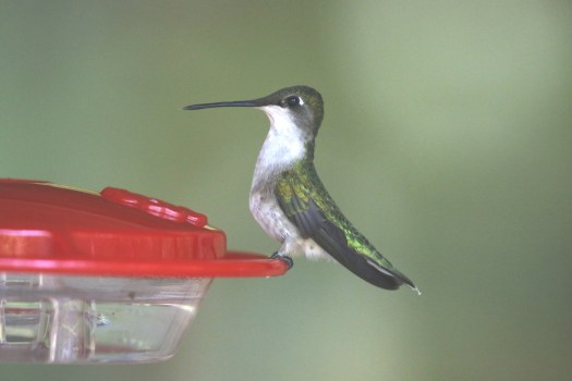 Ruby Throated Hummingbird