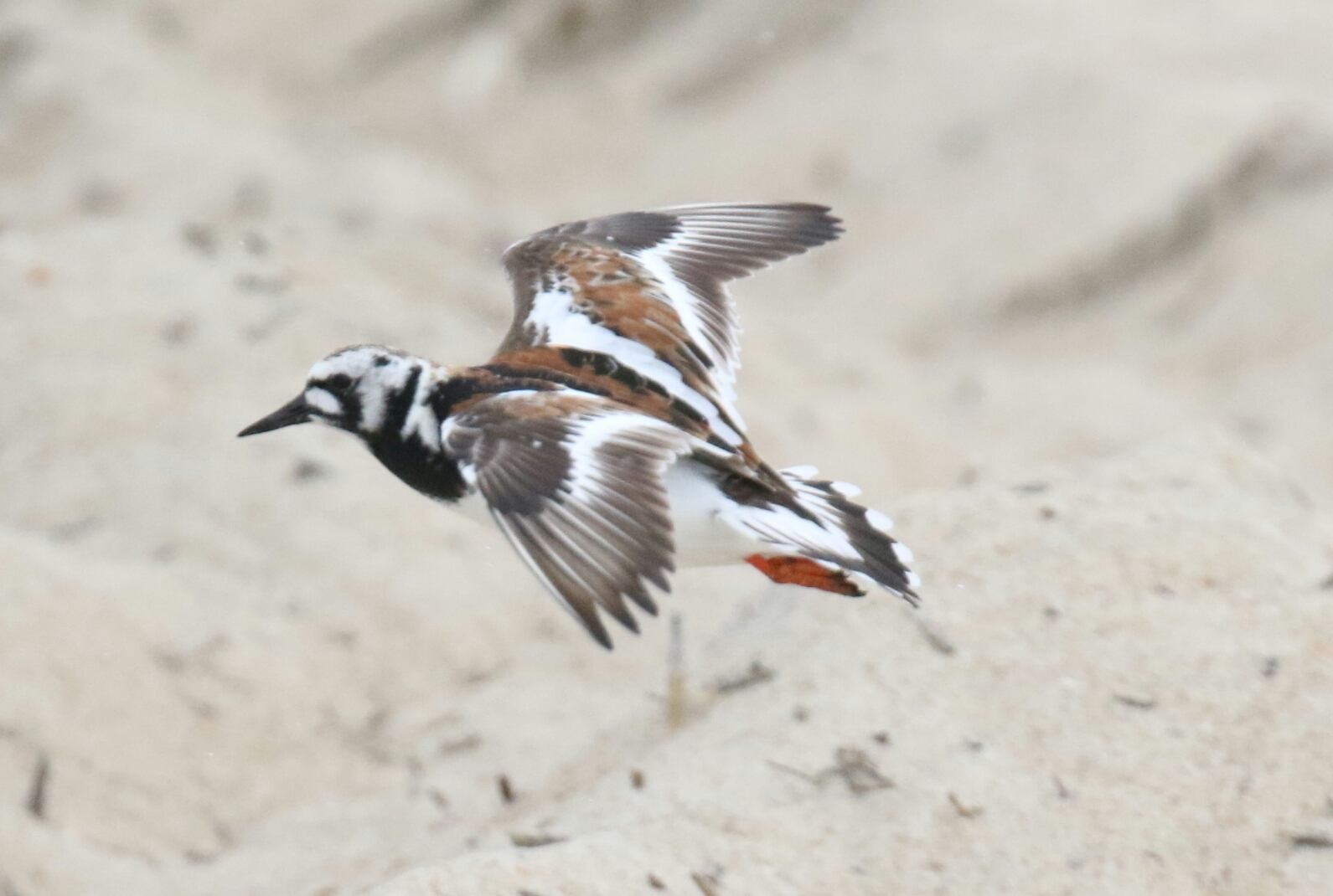 Ruddy Turnstone Flight