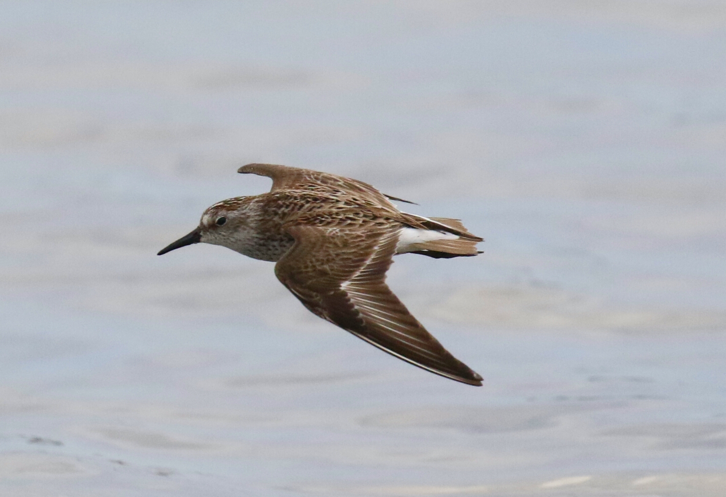 Semipalmated Sandpiper Flight
