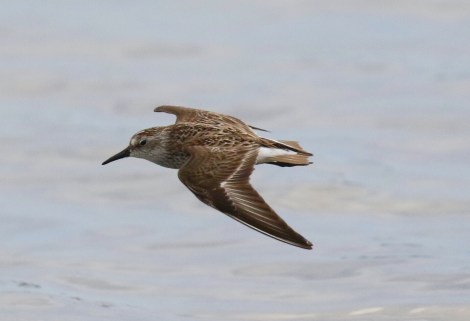 Semipalmated Sandpiper Flight