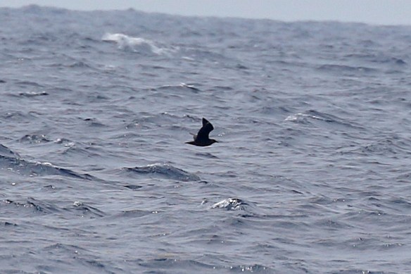 Skua