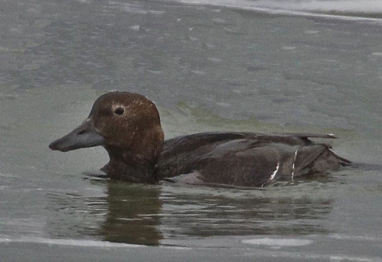 Steller's Eider