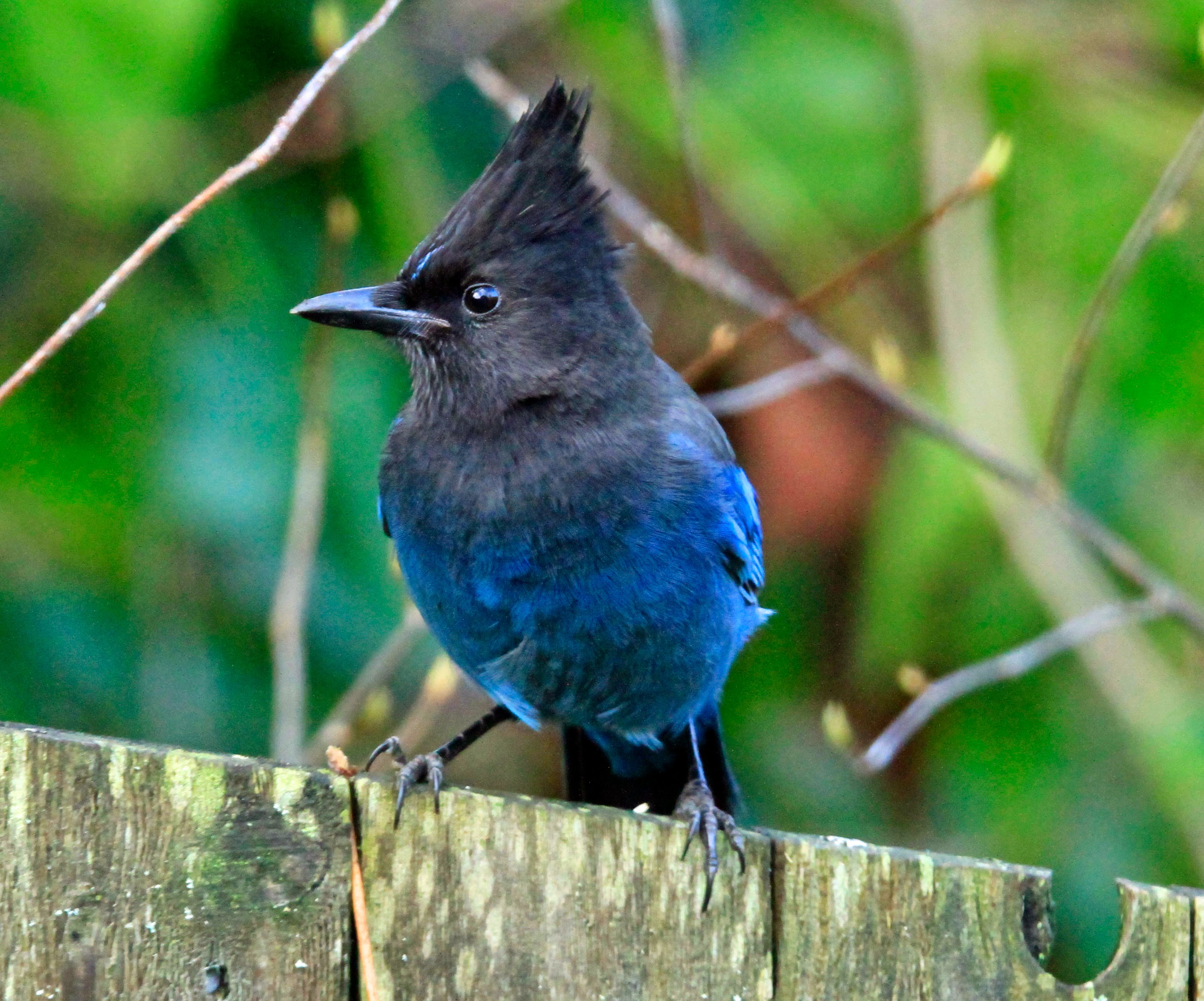 Steller's Jay