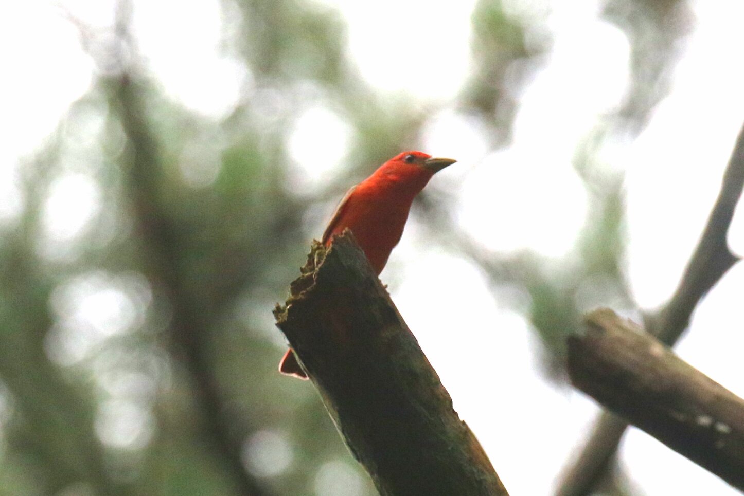 Summer Tanager