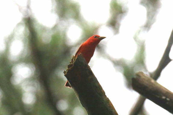 Summer Tanager