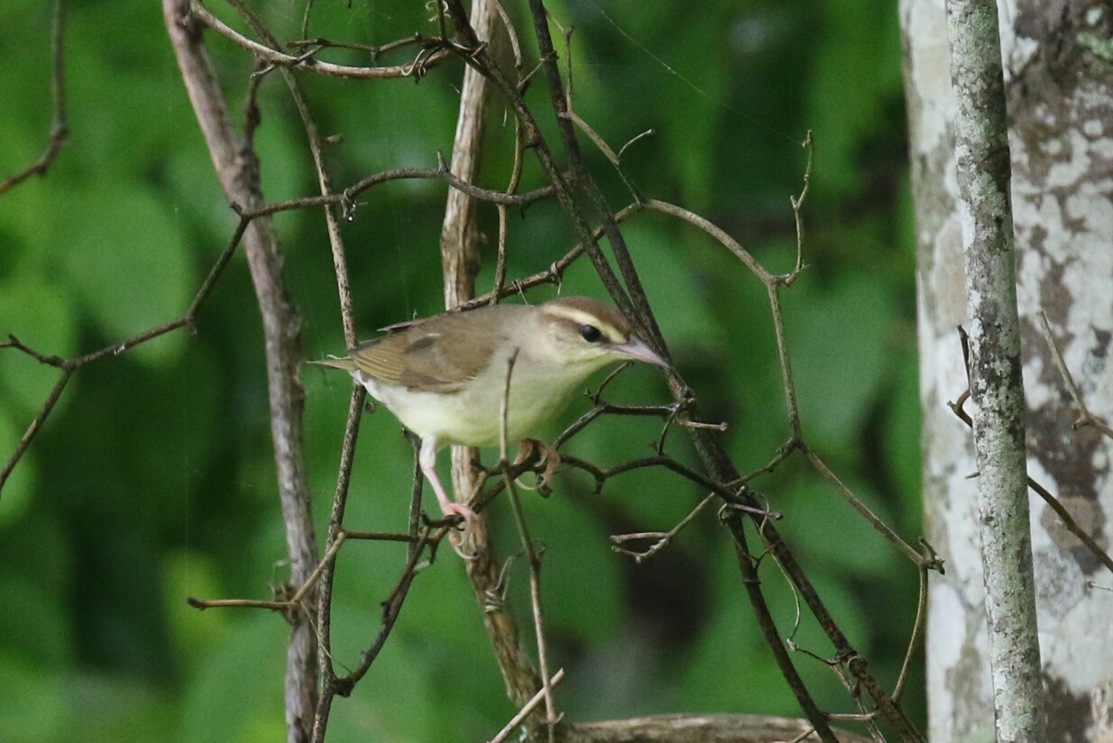 Swainson's Warbler 1