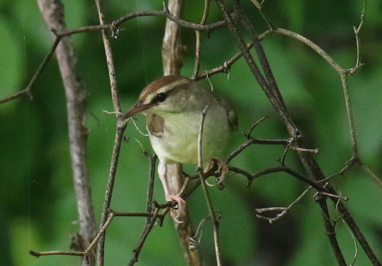 Swainson's Warbler 2