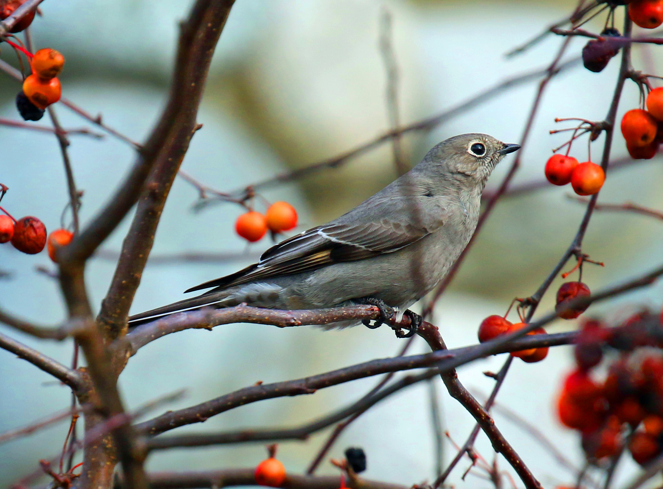 Townsend's Solitaire