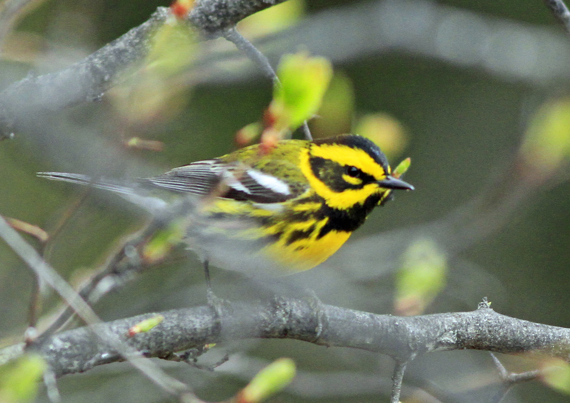 Townsend's Warbler