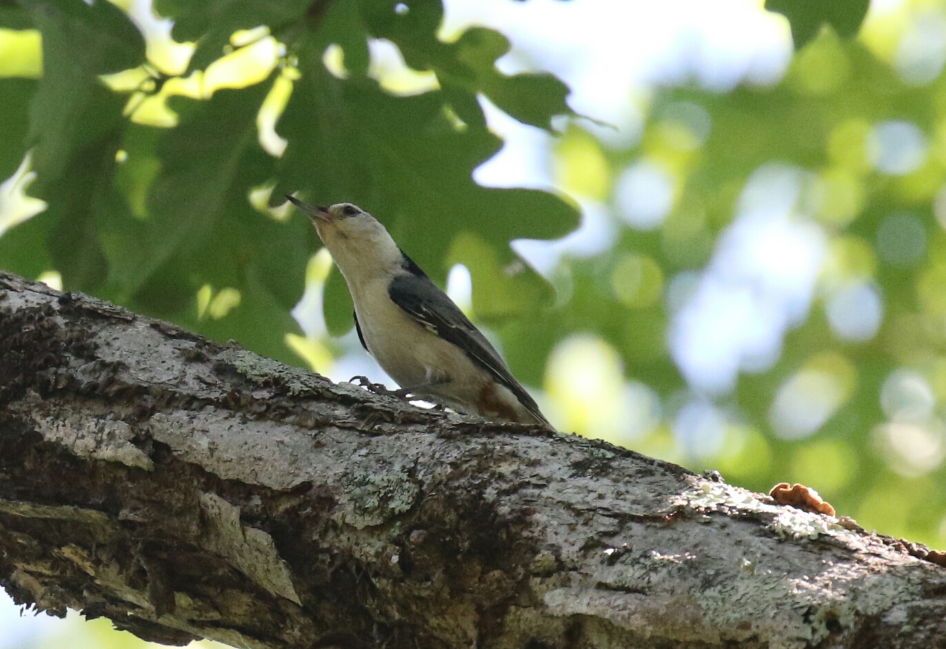 White Breasted Nuthatch Eastern