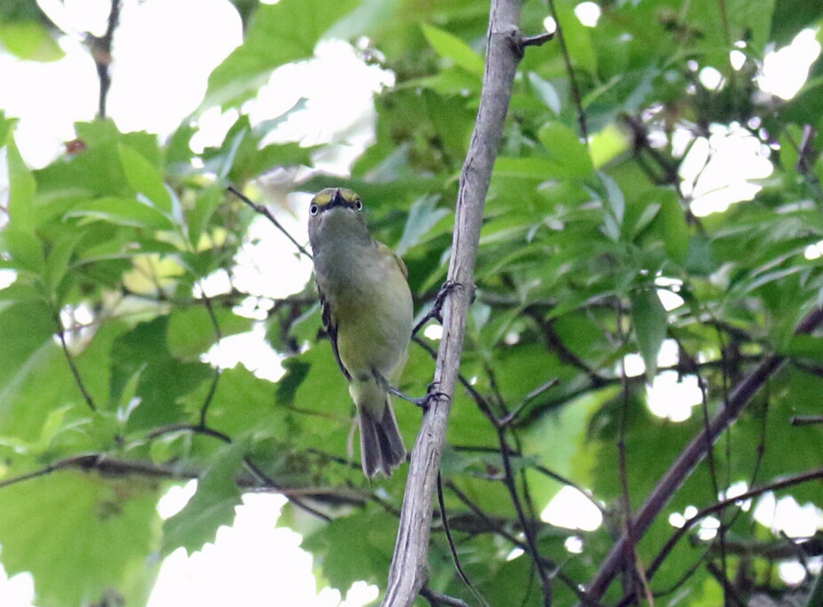 White Eyed Vireo