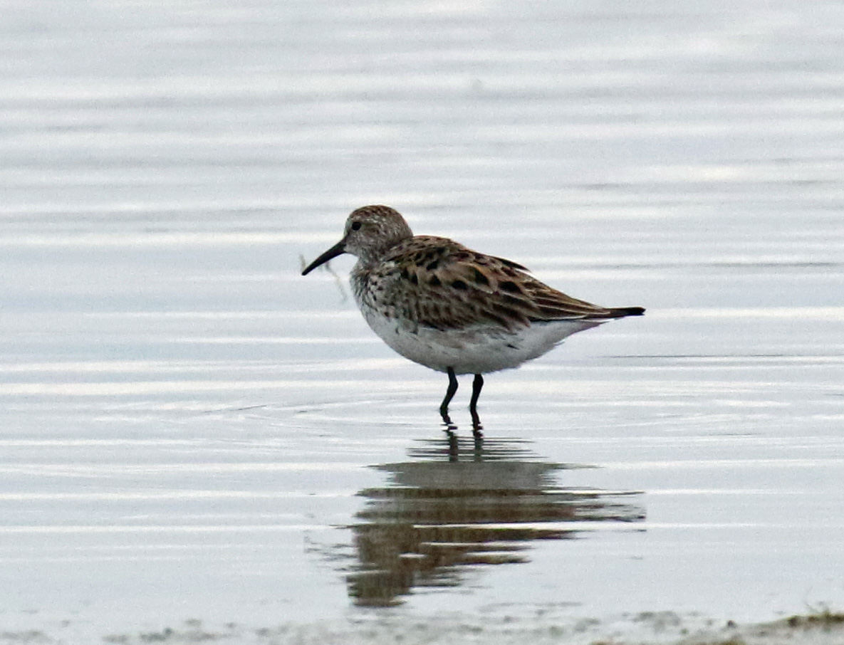 White Rumped Sandpiper (2)