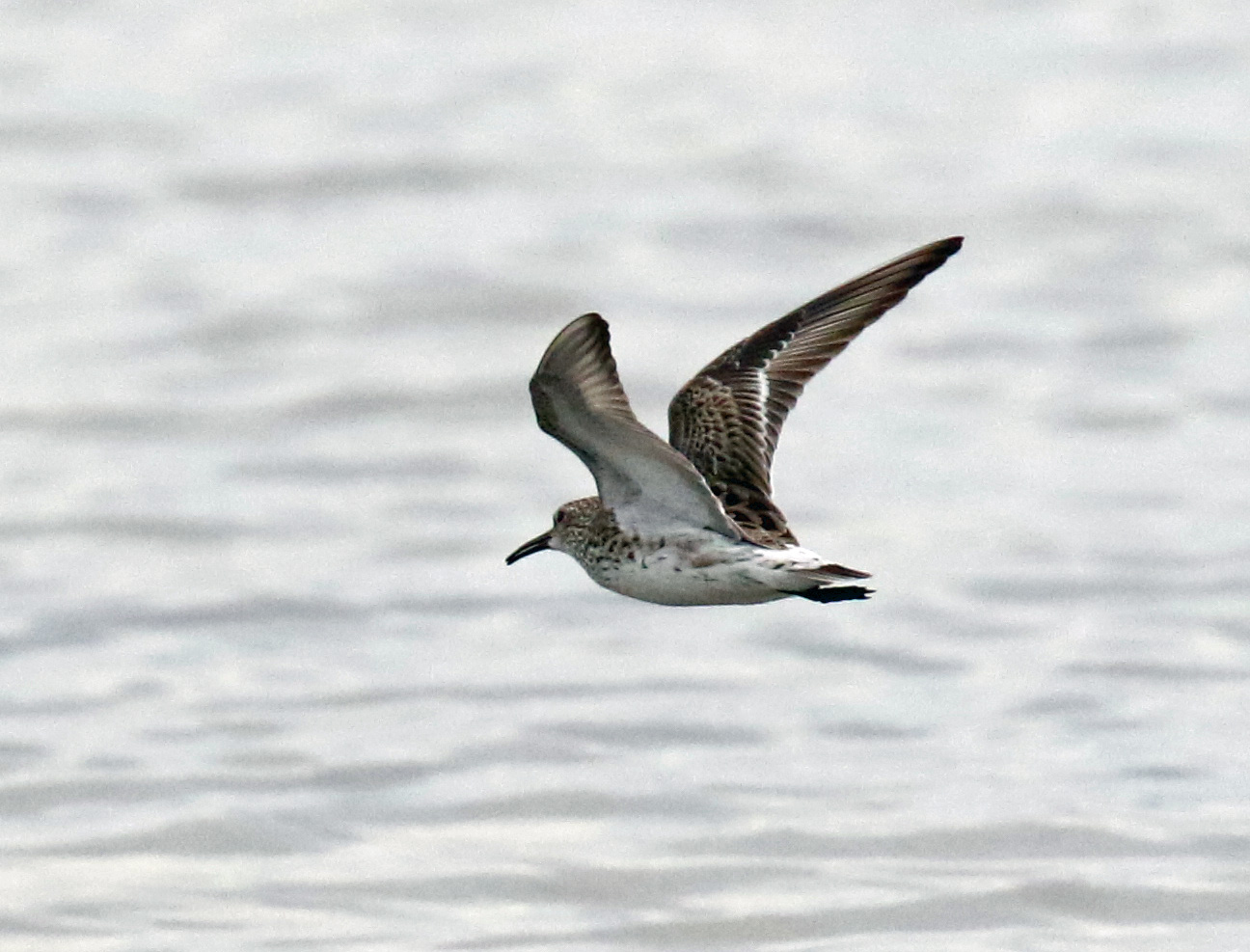 White Rumped Sandpiper Flight