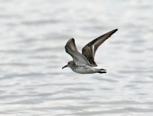 White Rumped Sandpiper Flight