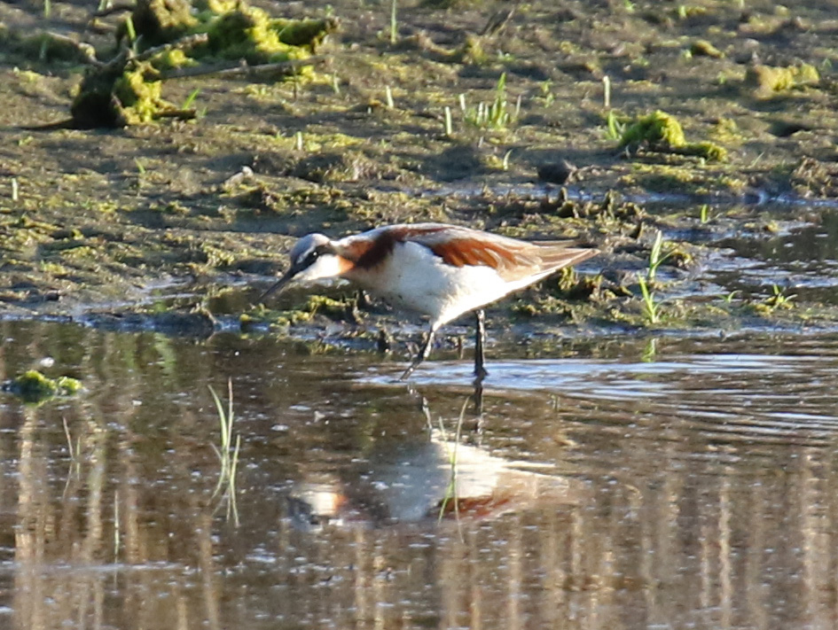 Wilson's Phalarope1