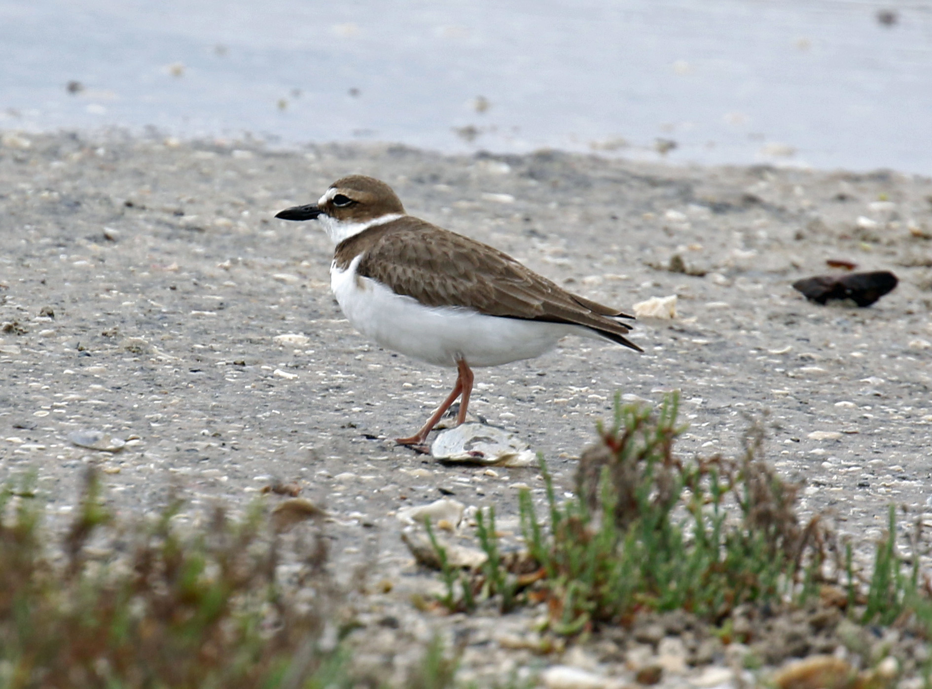 Wilson's Plover B