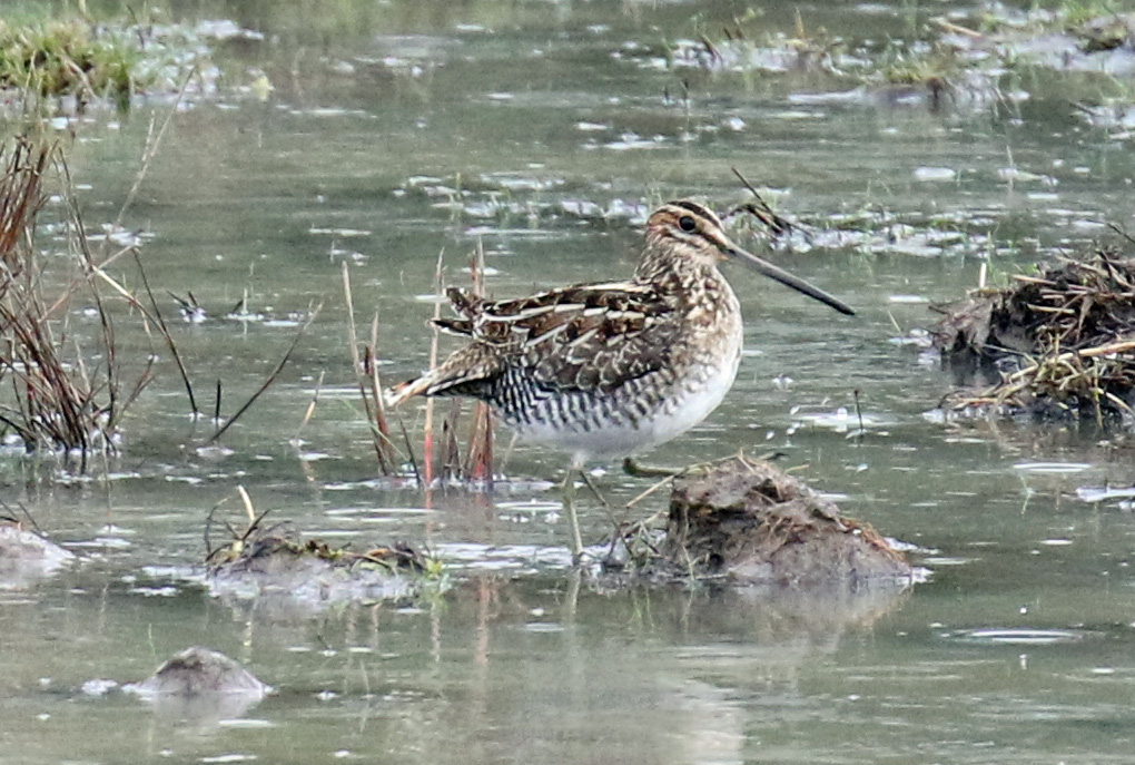 Wilson's Snipe2