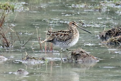 Wilson's Snipe2