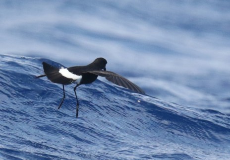 Wilson's Storm Petrel 6