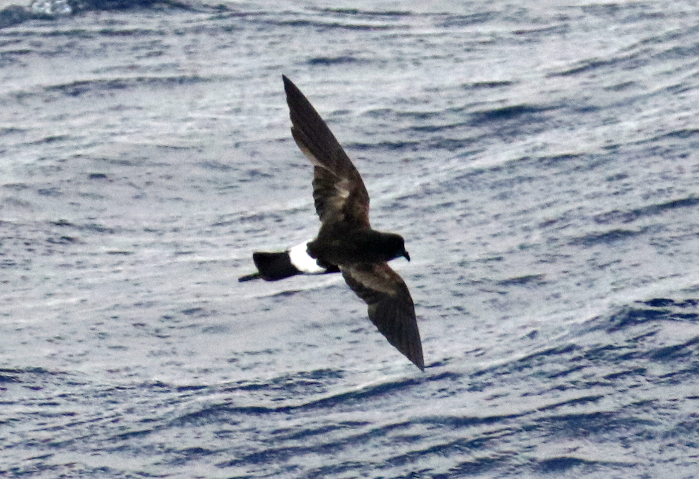 Wilson's Storm Petrel