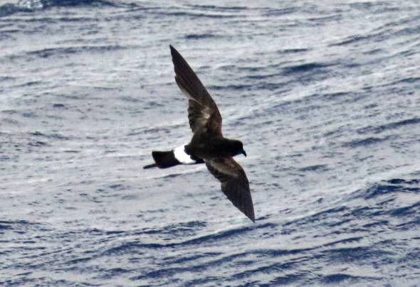 Wilson's Storm Petrel