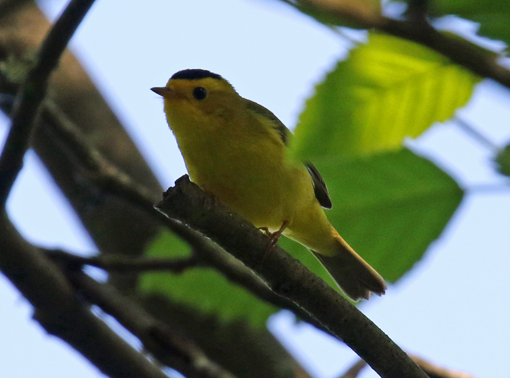 Wilson's Warbler