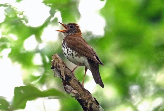 Wood Thrush