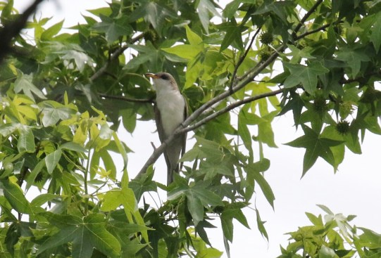 Yellow Billed Cuckoo